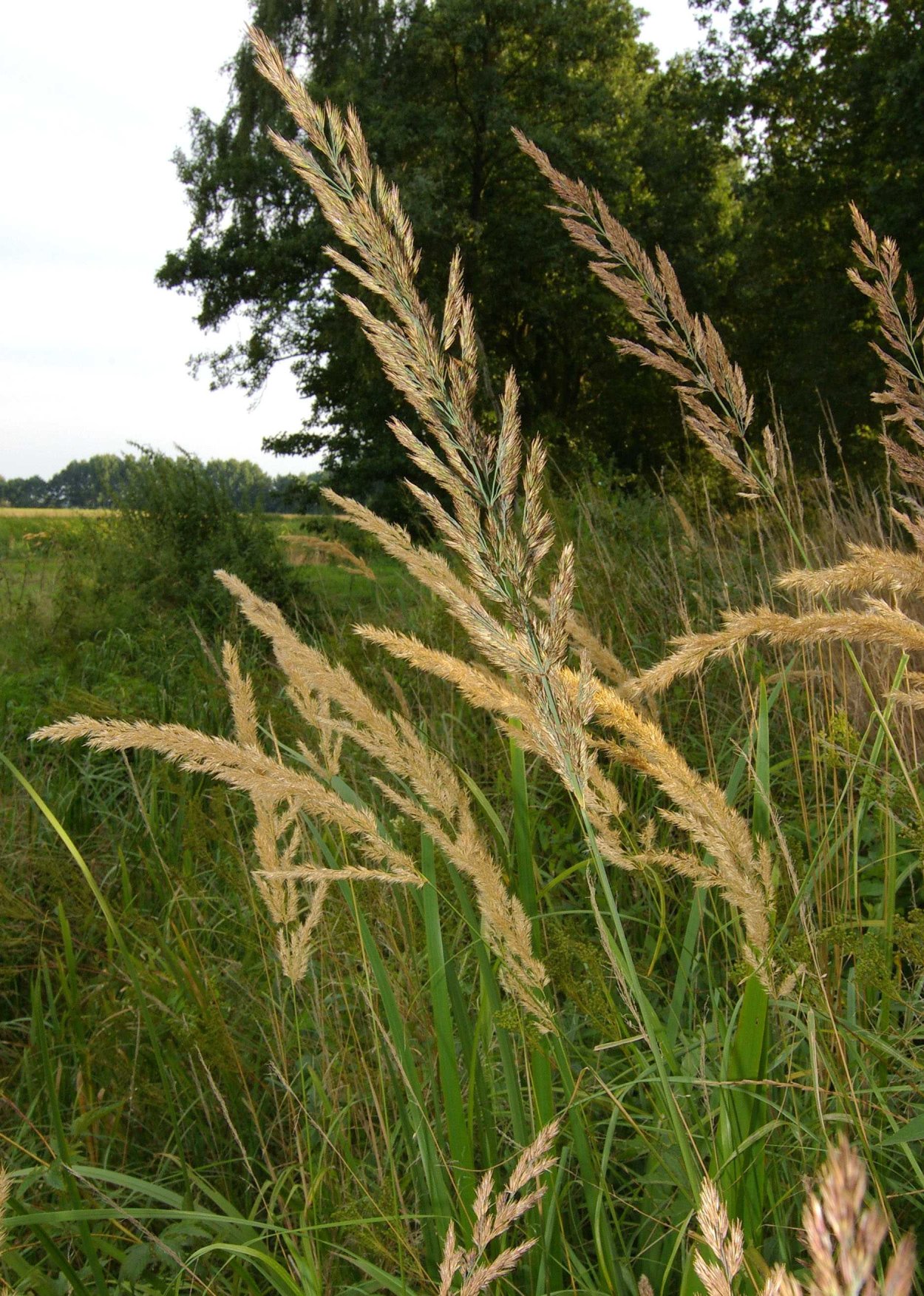 Вейник (Calamagrostis)