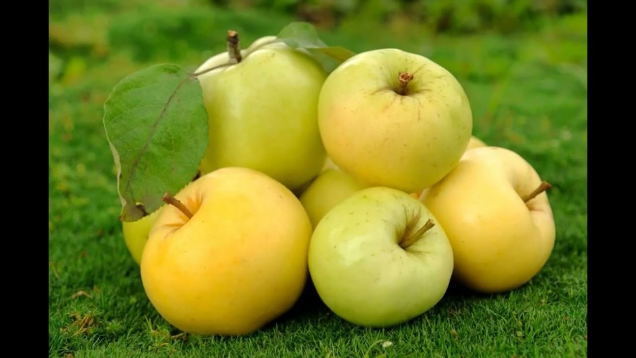 Яблоня полукультурная Юнга