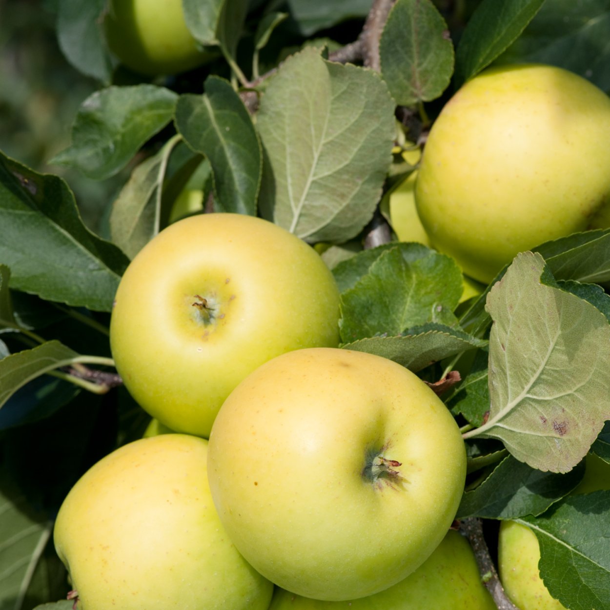 Сорт яблони ананасное