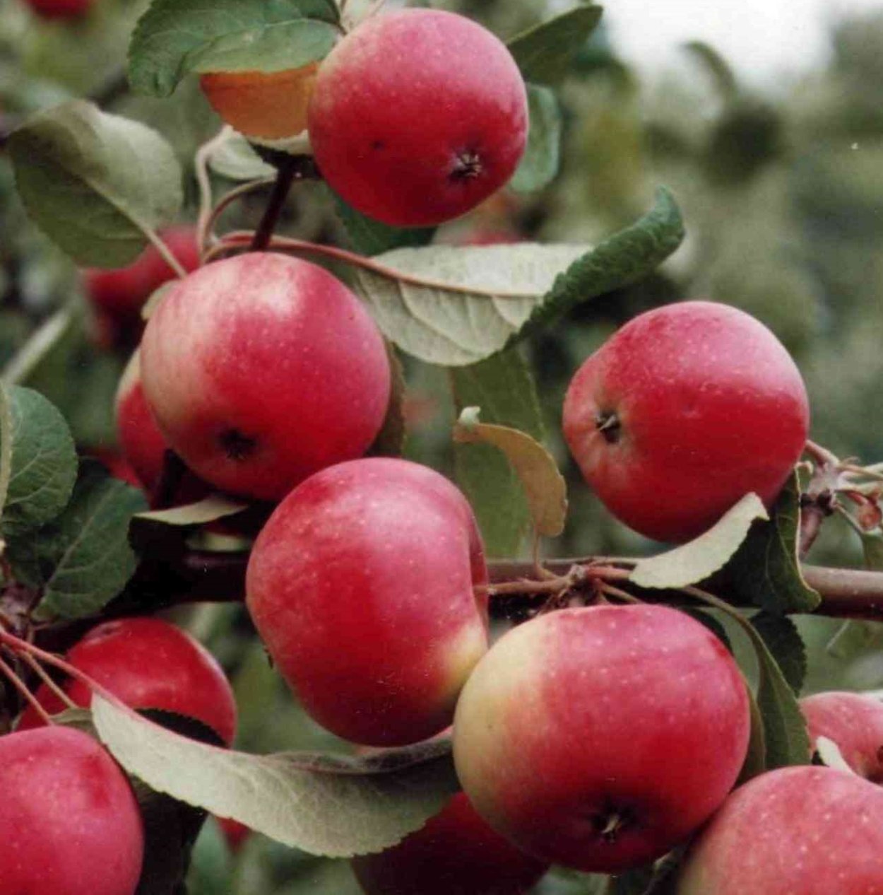 Яблоня осенний сорт Спартак