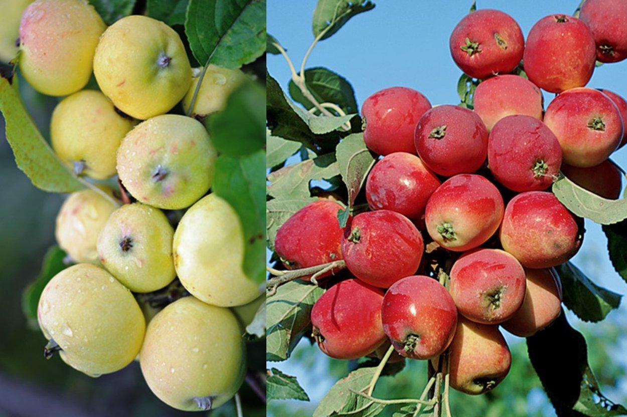 Яблоня Уральская