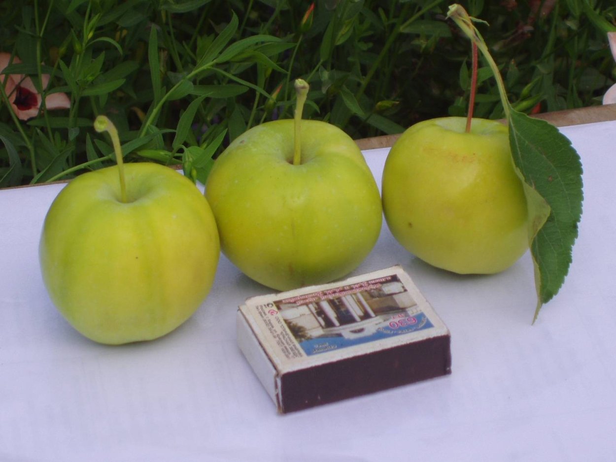 Биколорные сорта яблок