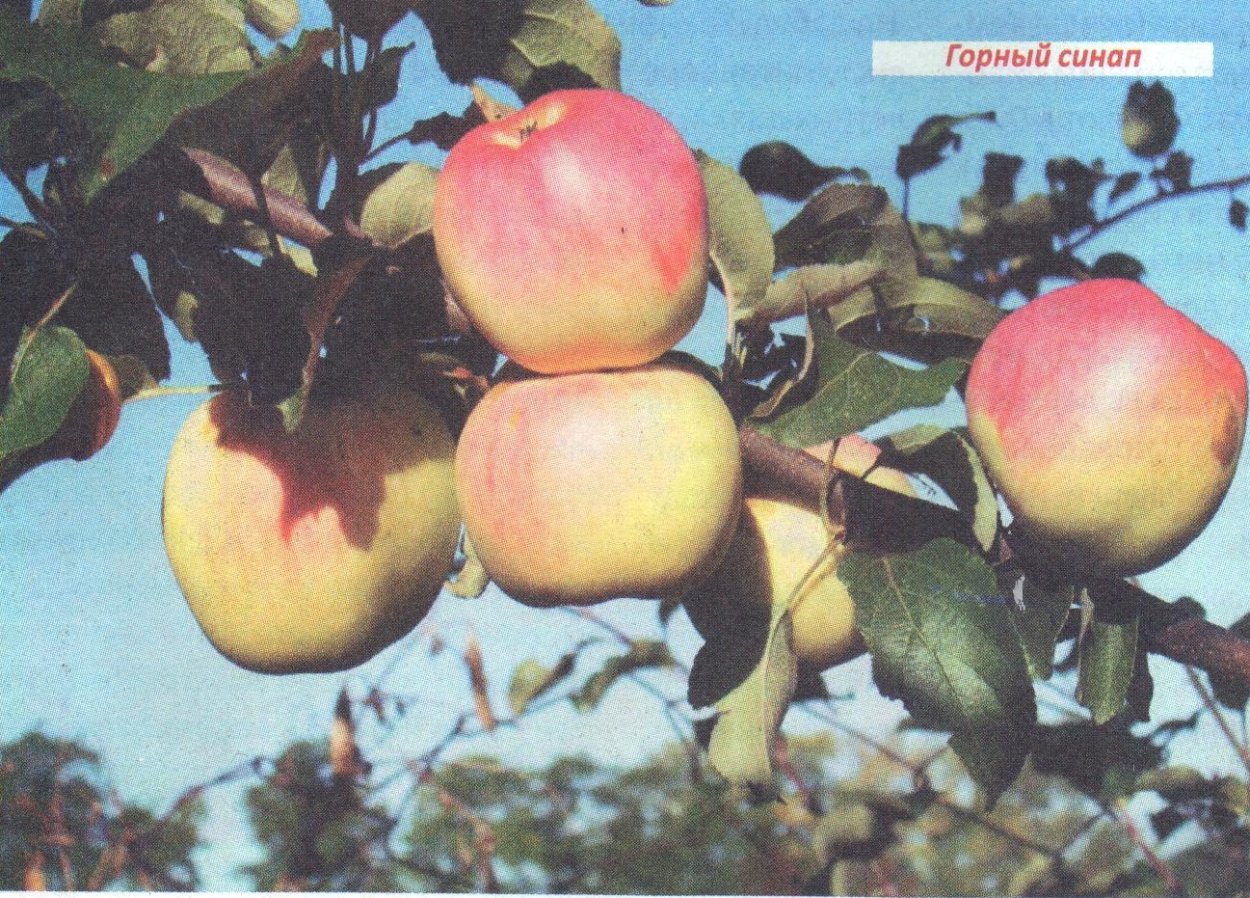 Яблоня Уэлси цветение