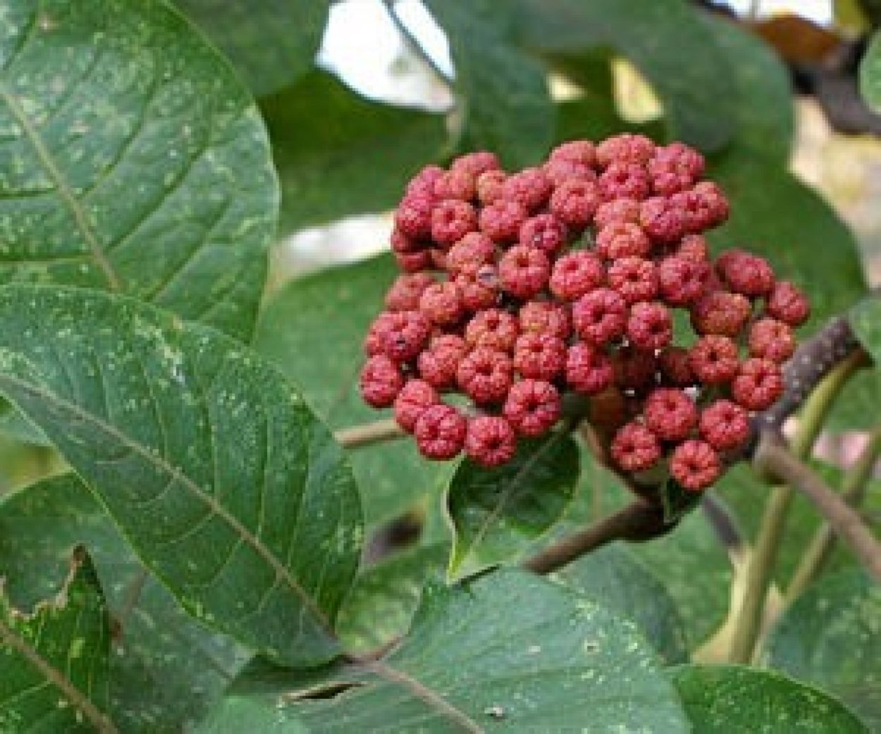 Пчелиное дерево без фона Эводия