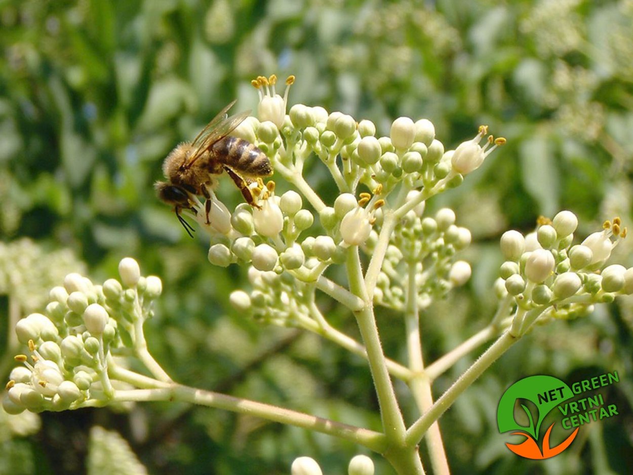 Эводия Даниэля медовое дерево