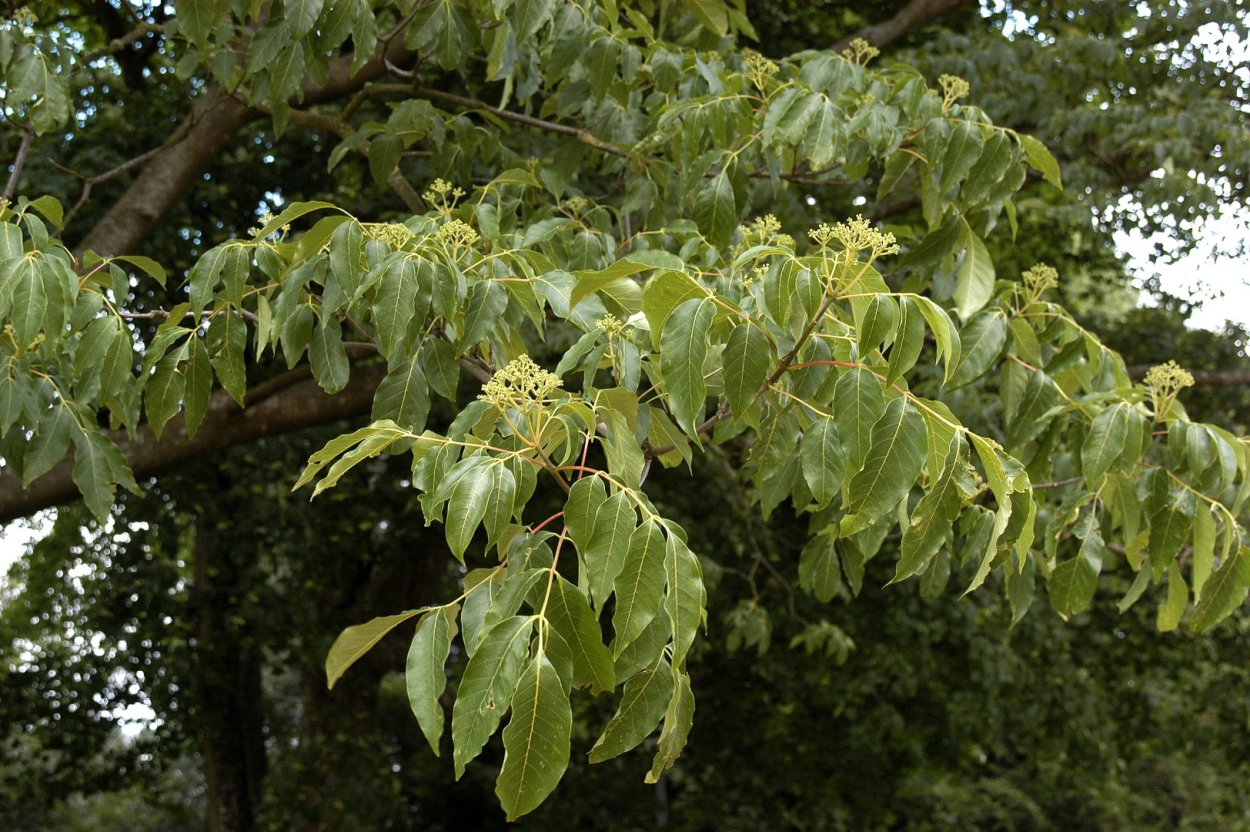 Эводия Даниэля