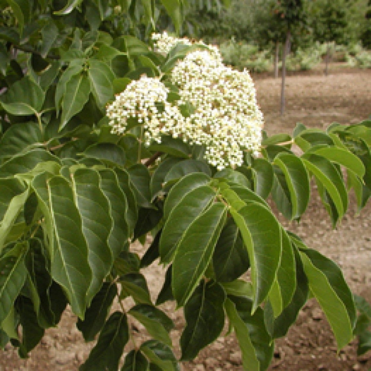 Эводия Даниэля медовое дерево