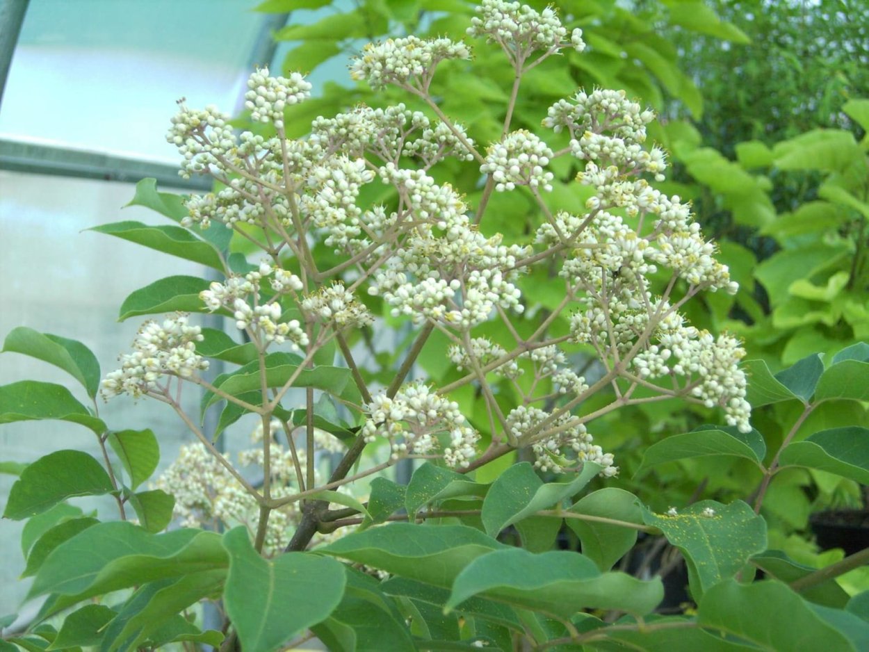 Дерево Даниэль