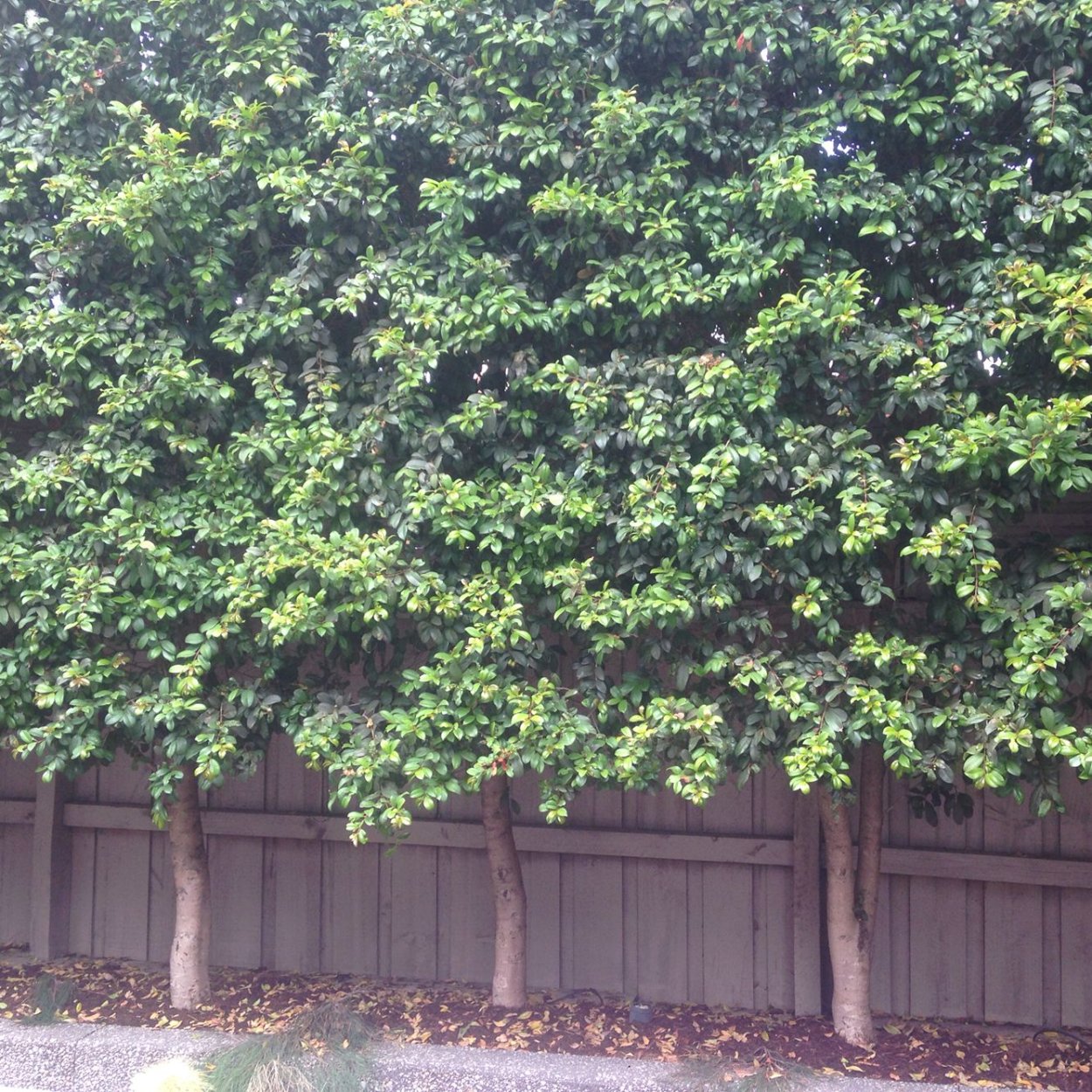 Семена эводии