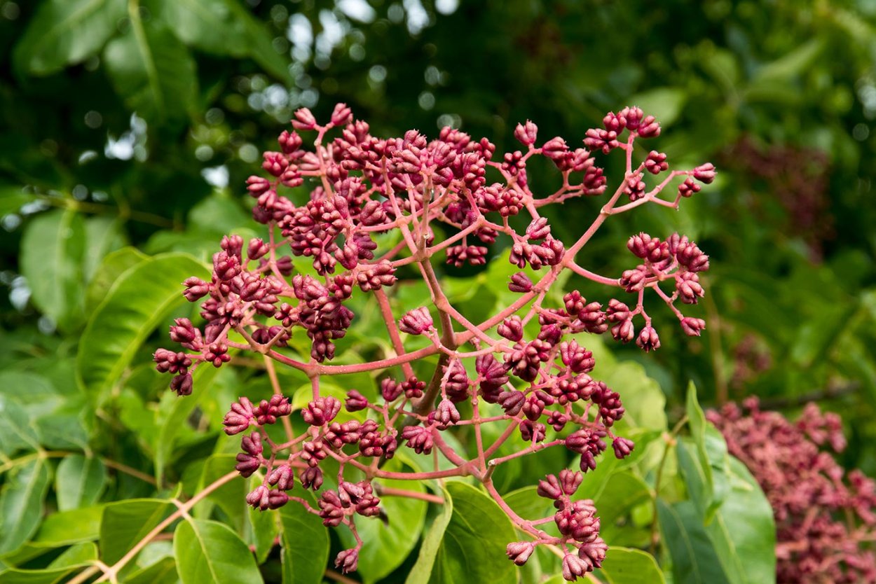 Эводия Даниэля дерево