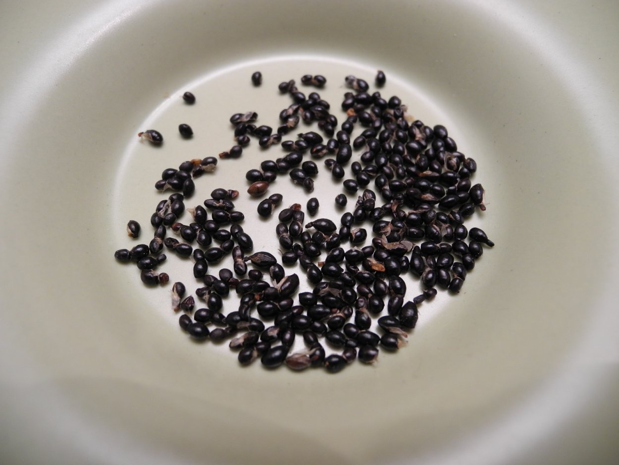 Плодтауматококк daniellii