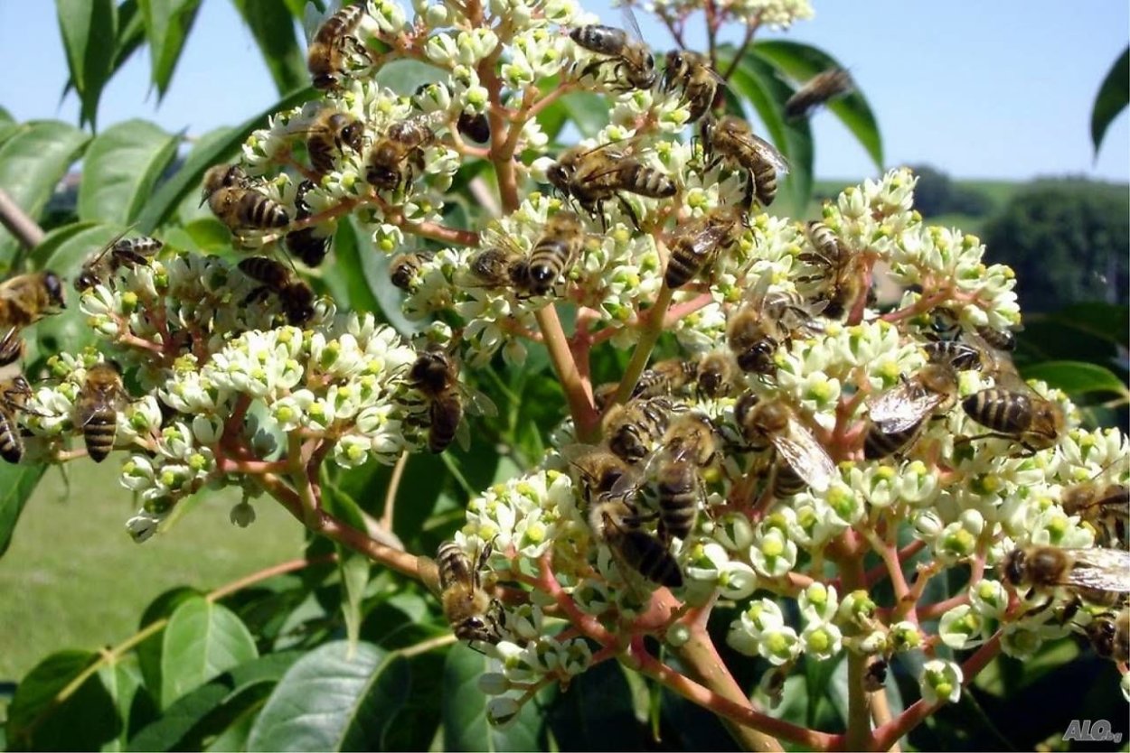 Эводия Даниэля медовое дерево