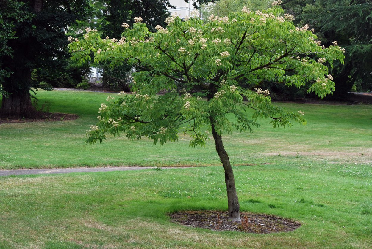 Эводия Даниэля