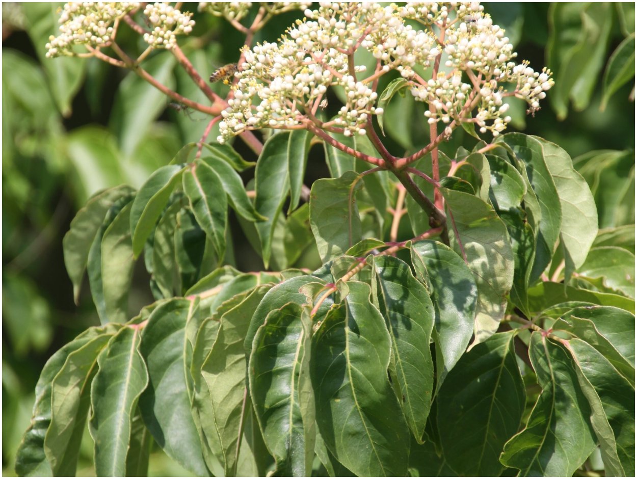 Плазматрон MMG am ls3a