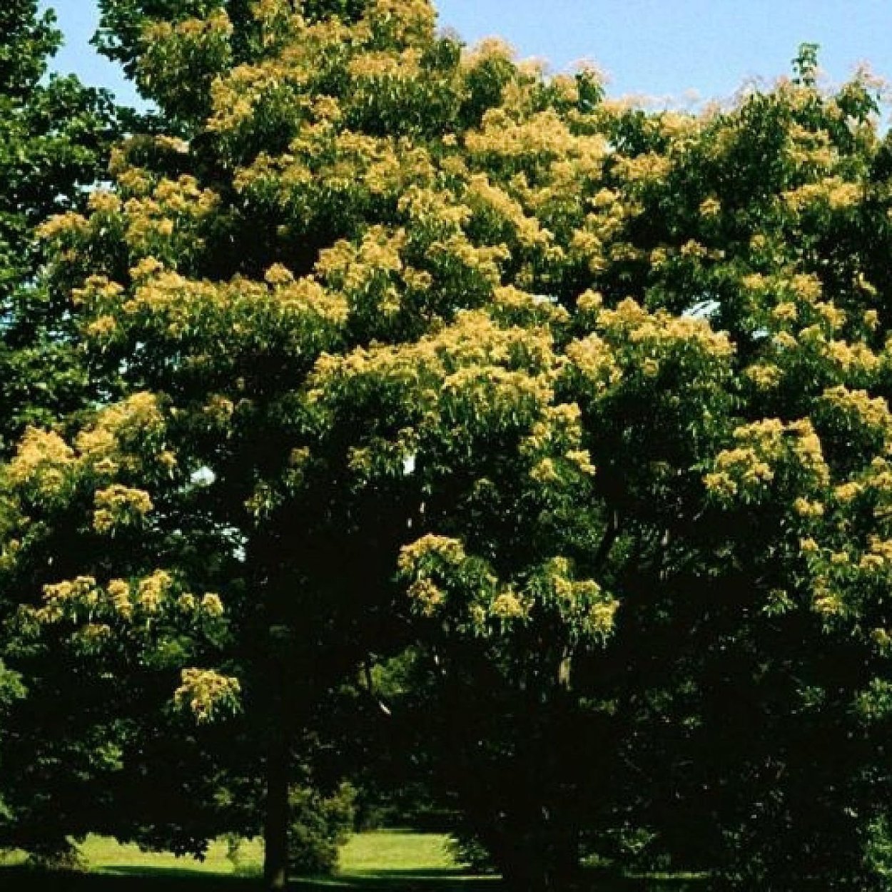 Эводиа препараты