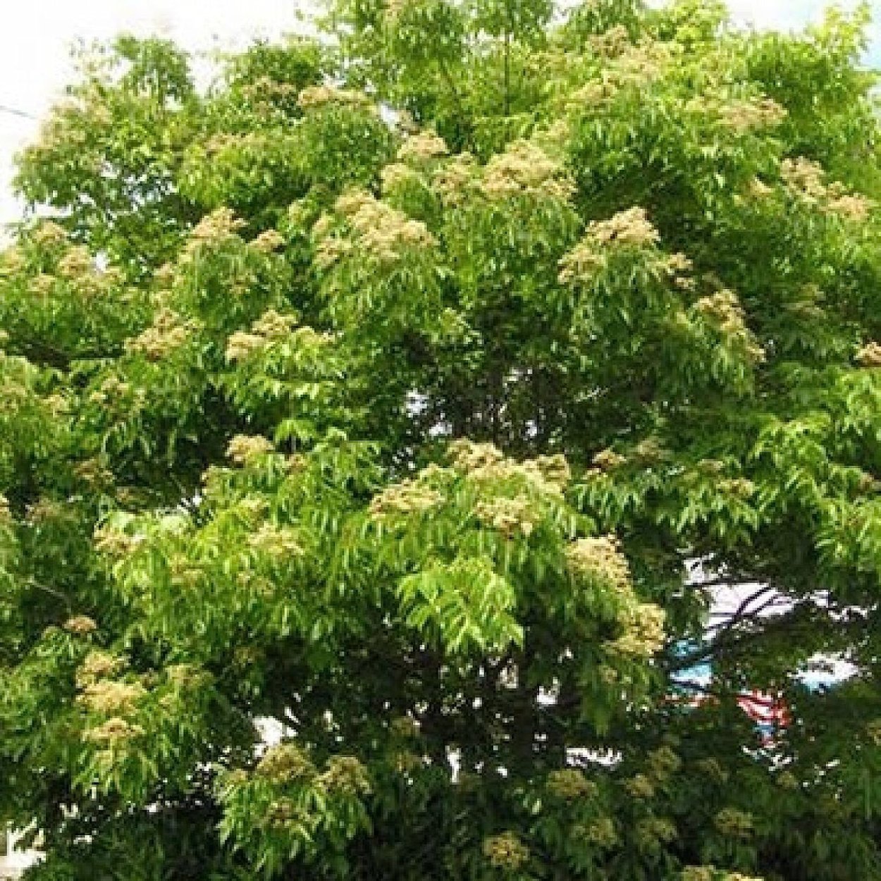 Эводия Даниэля плоды