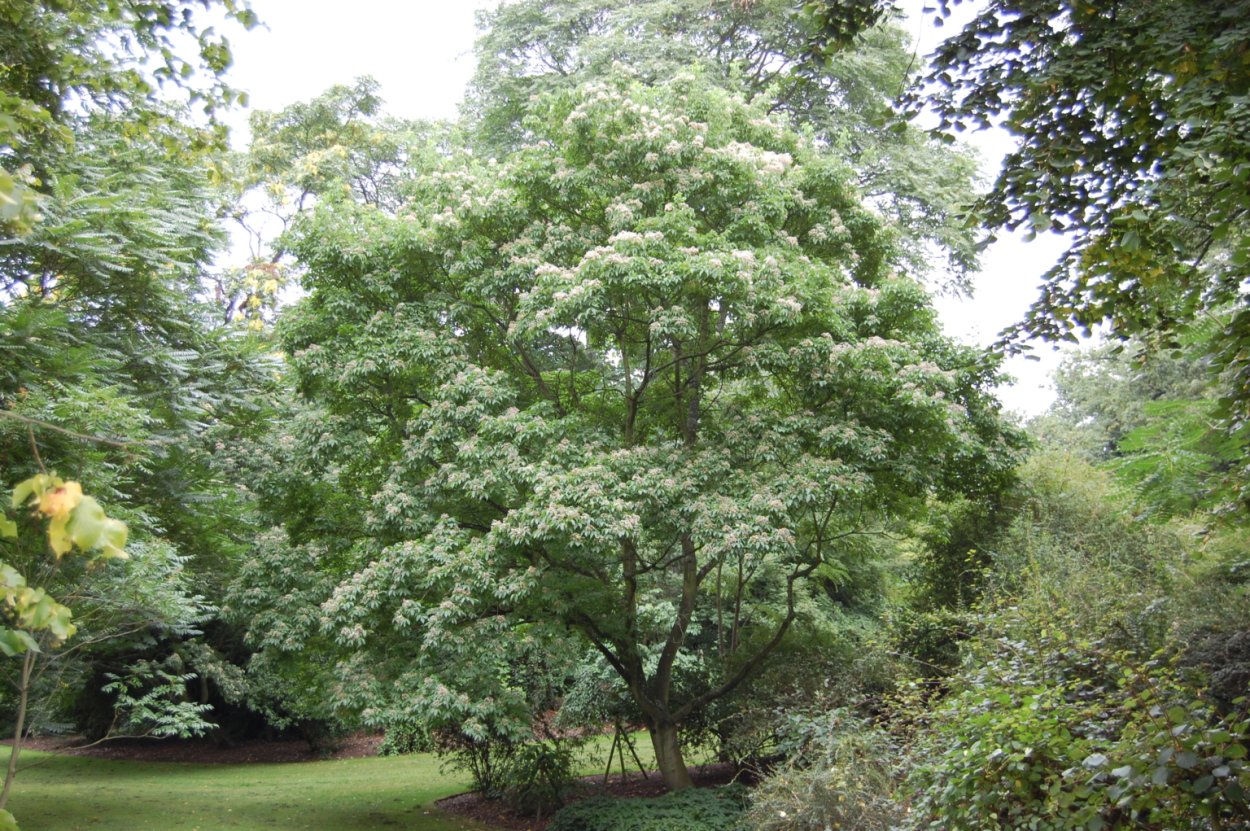 Эводия Даниэля