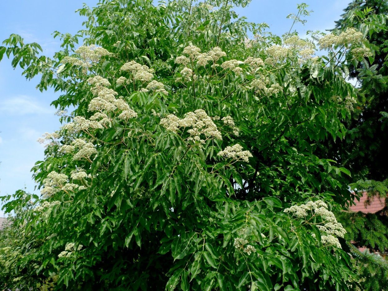 Эводия хубейская