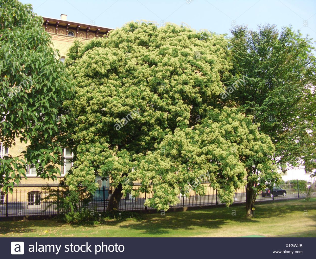 Медовое дерево Эводия