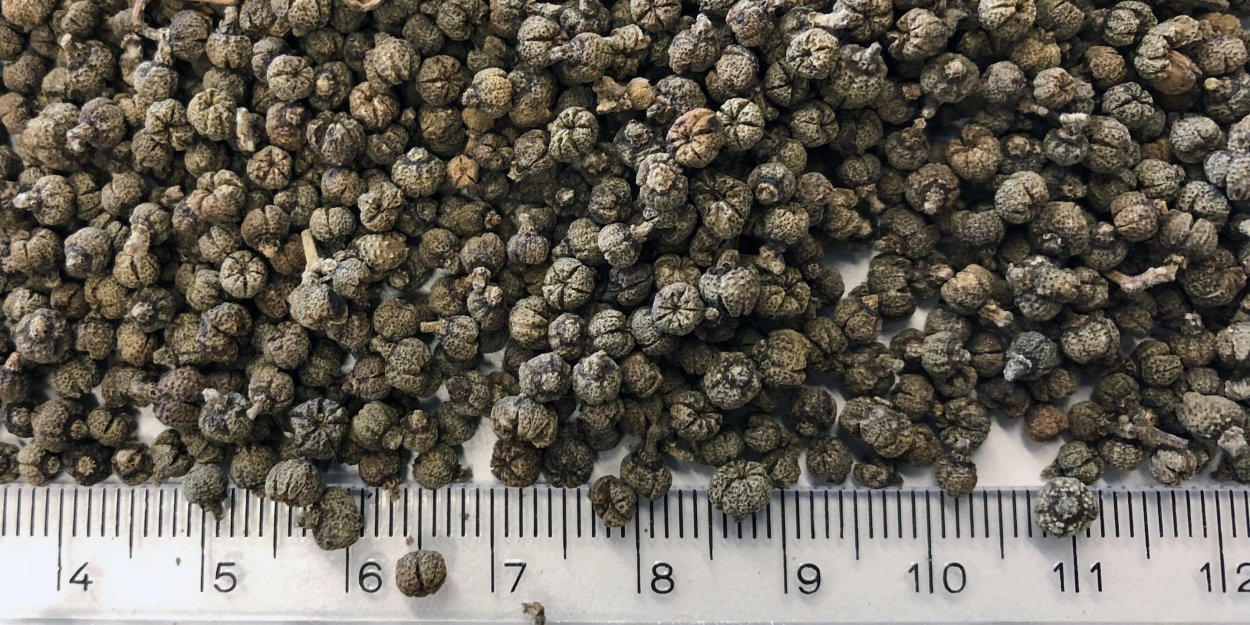 Backyard Bliss Lilly Pilly Bunnings