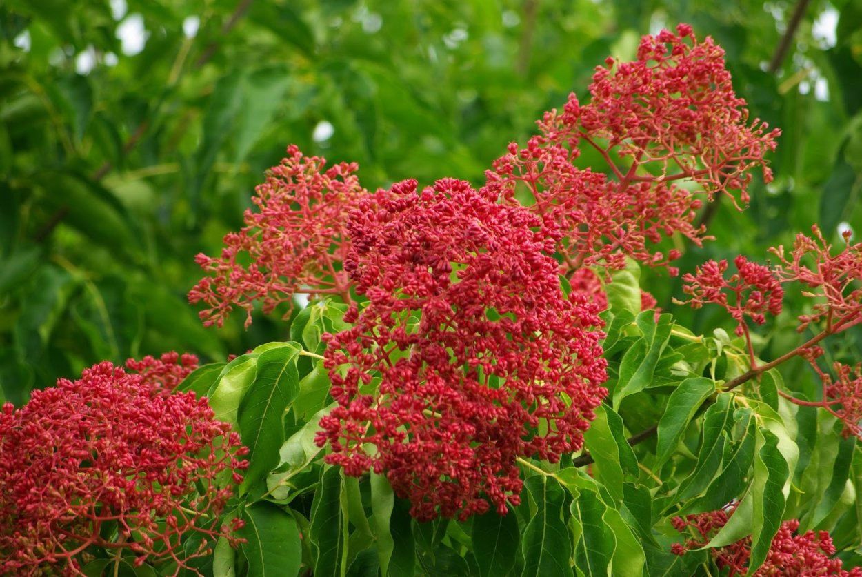 Эводия Даниэля