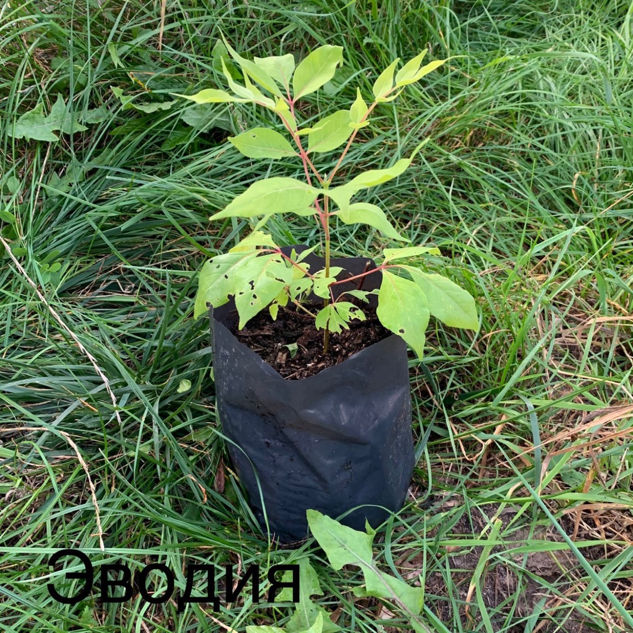 Мужские и женские растения