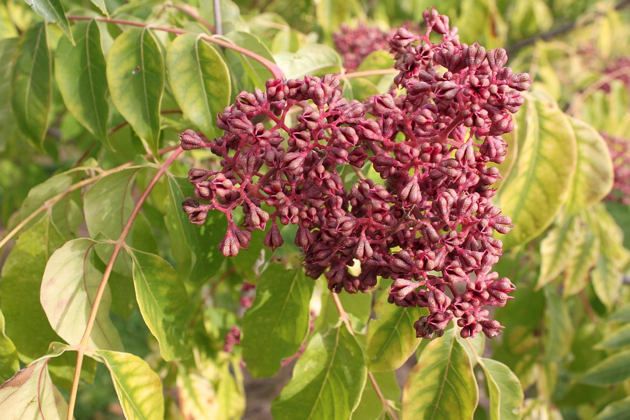 Эводия хубейская