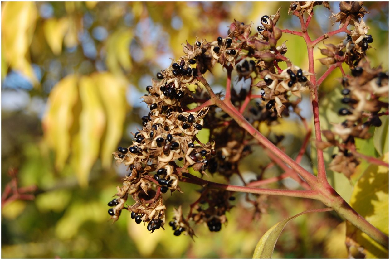 Решетова Анастасия Ламборджини