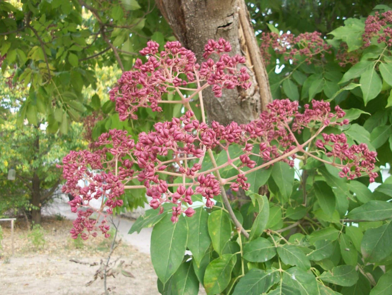 Эводия Даниэля медовое дерево
