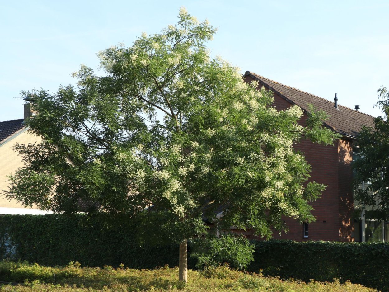 Тетрадиум Даниэля