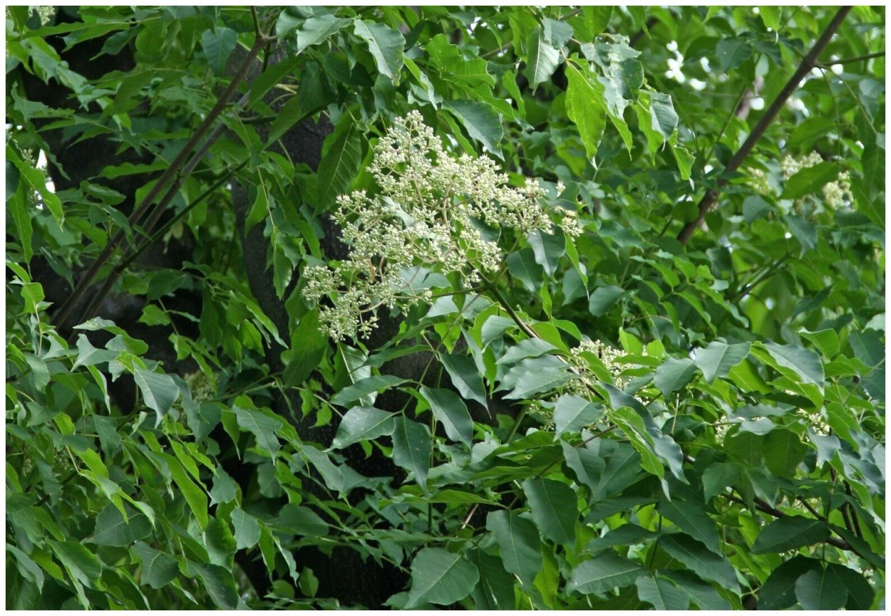 Эводия Даниэля