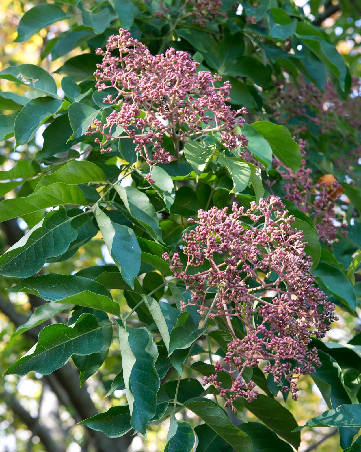 Эводия Даниэля медонос