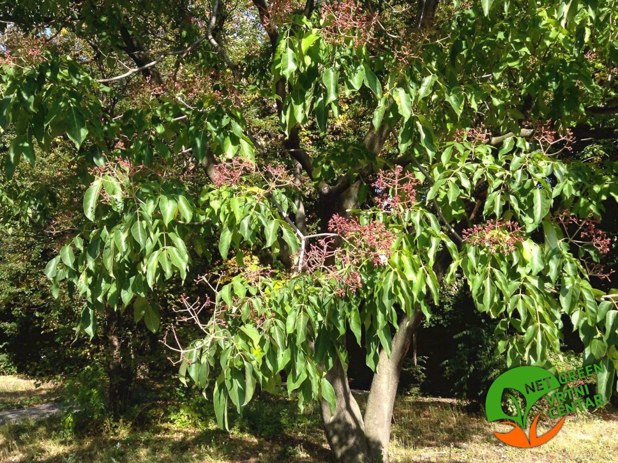 Амми Daucus carota