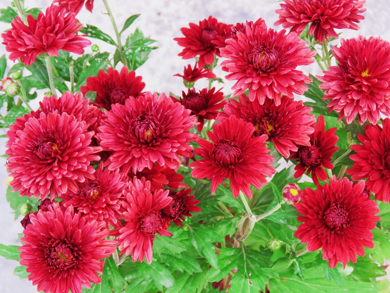 Хризантема Мариэлла Пурпл