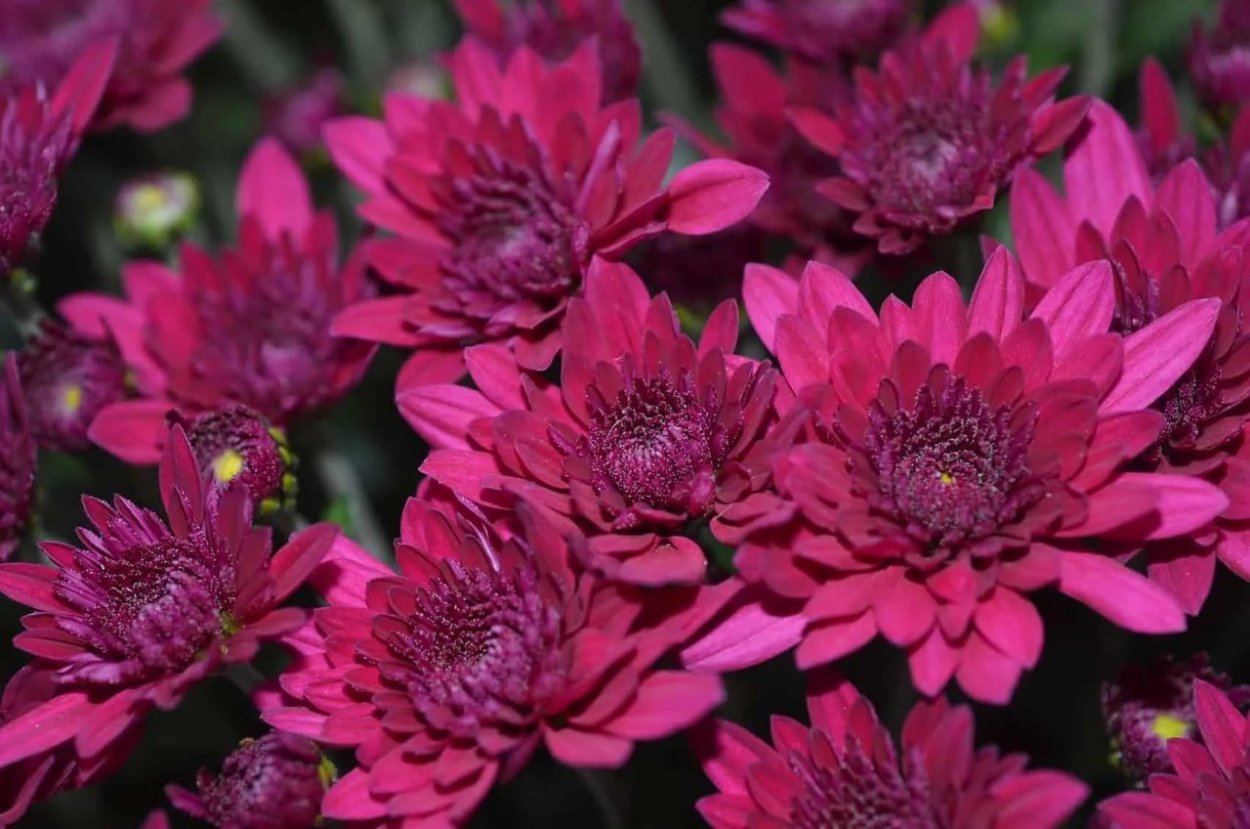 Хризантема Мариэлла Пурпл