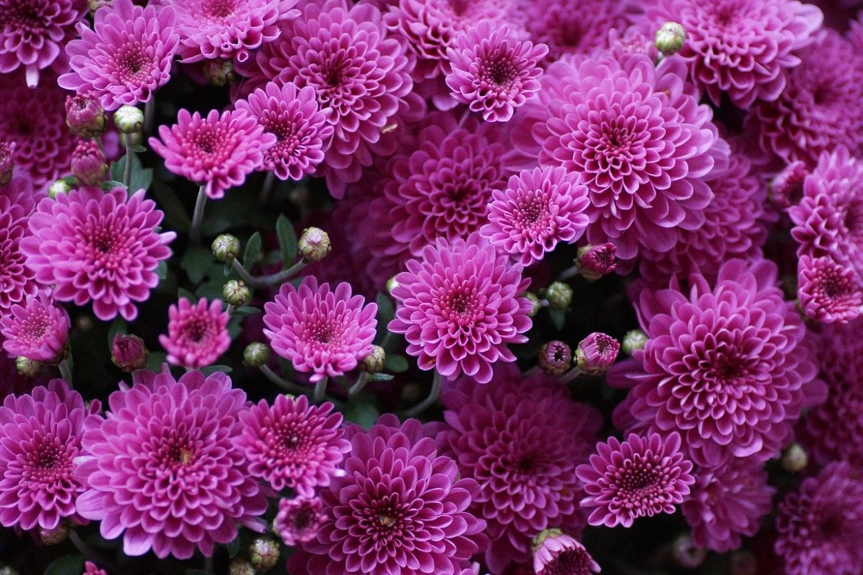 Хризантема Мариэлла Пурпл