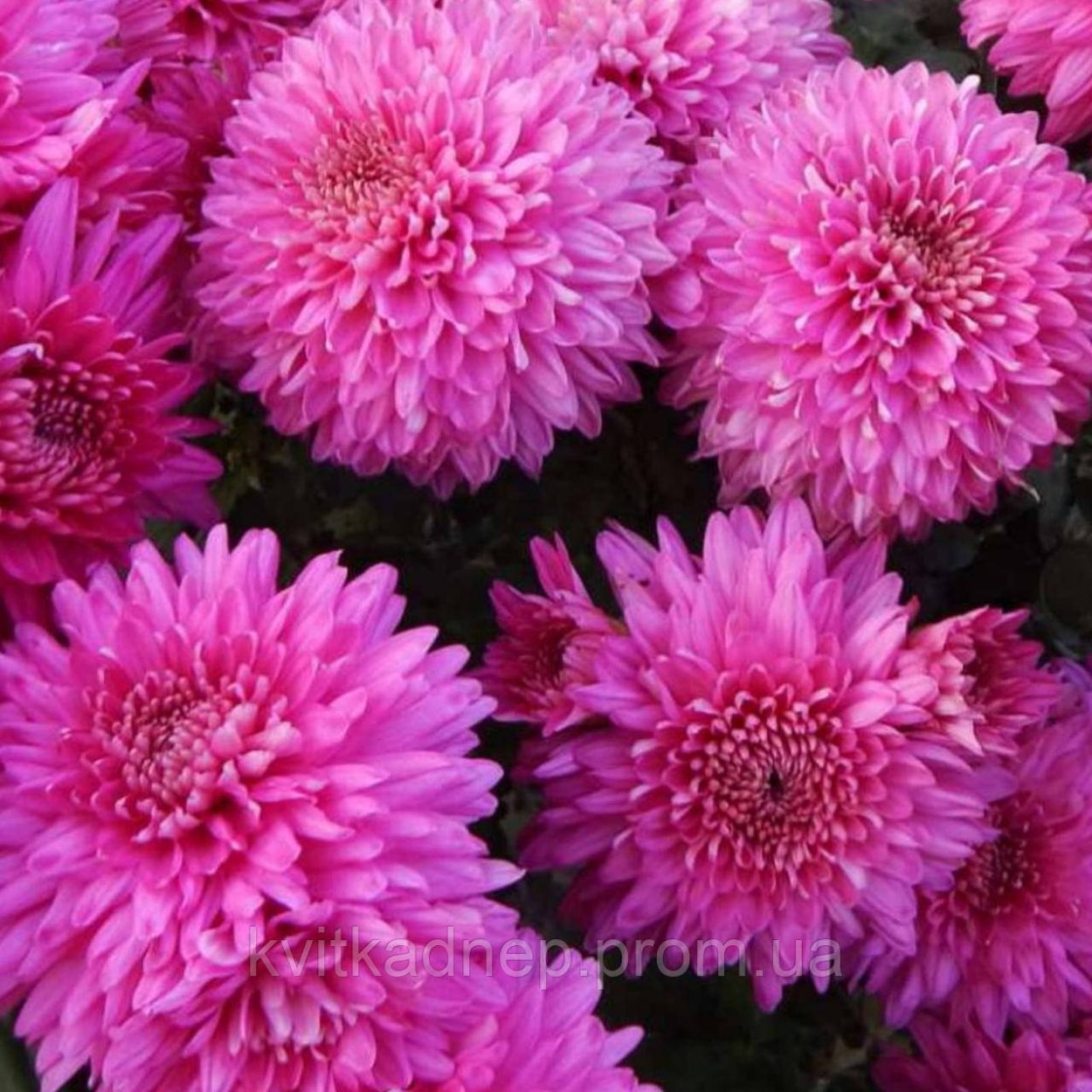 Хризантема Ягуар перпл