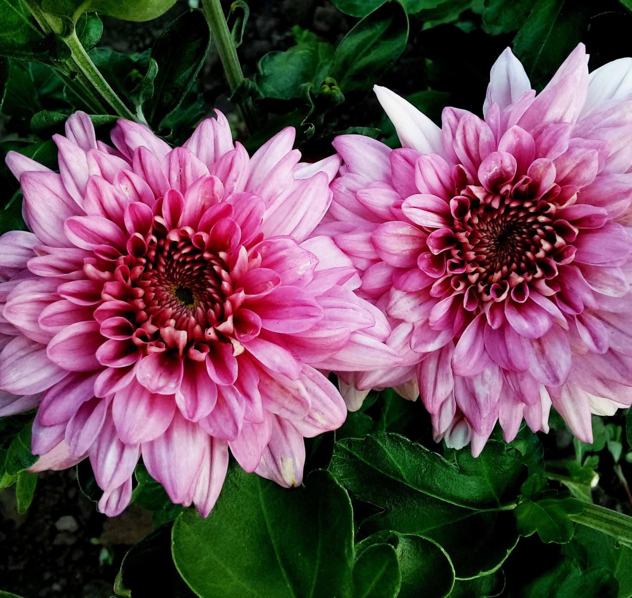 Хризантема Мариэлла Пурпл