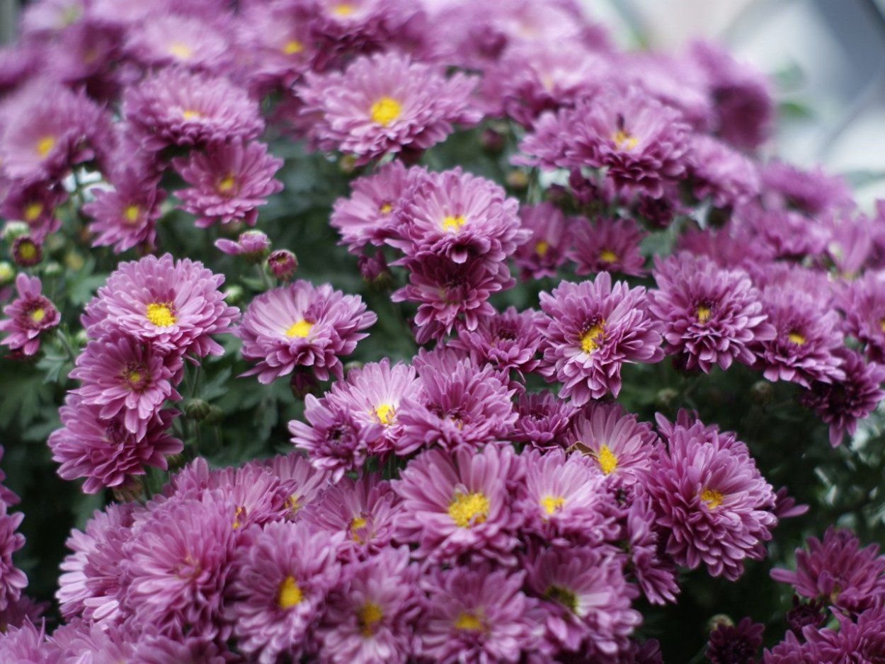 Хризантема Мариэлла Пинк