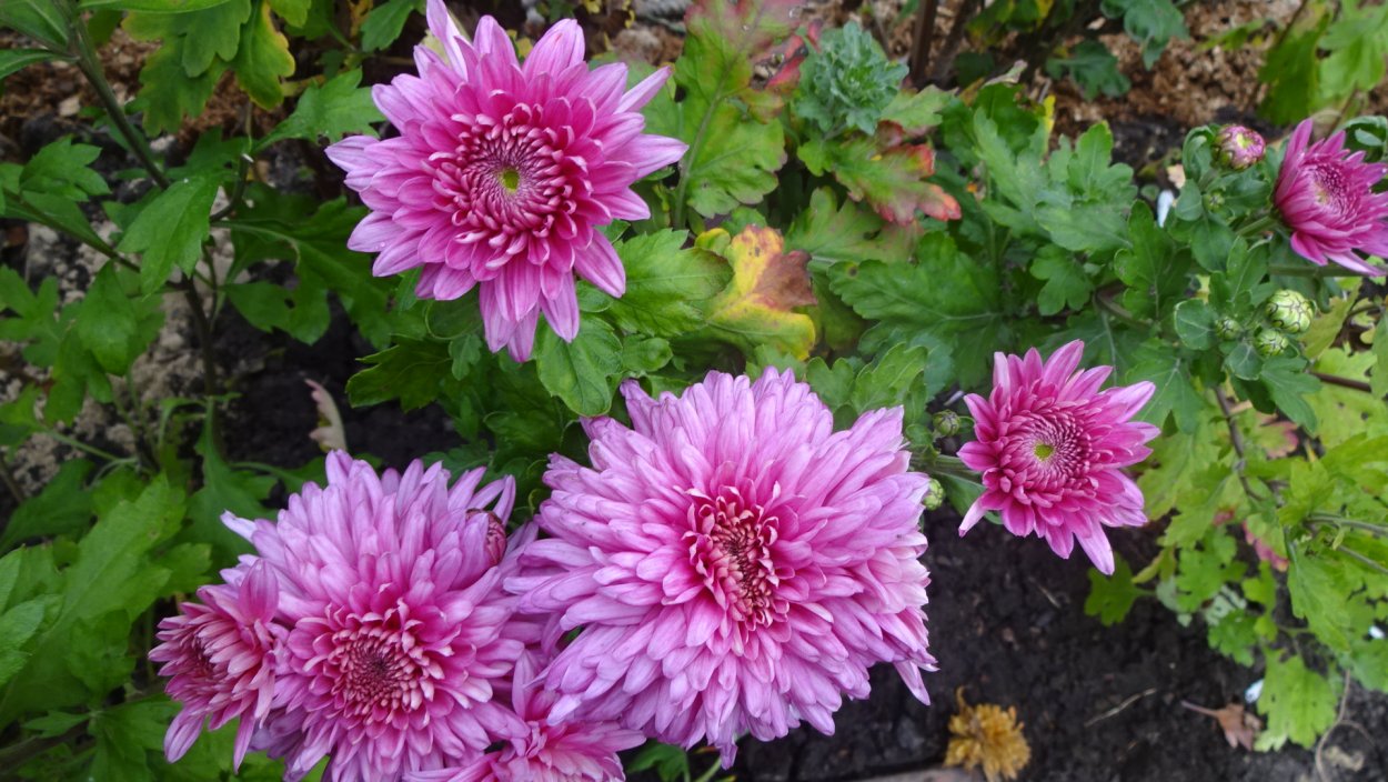 Хризантема Фуджи Сноу