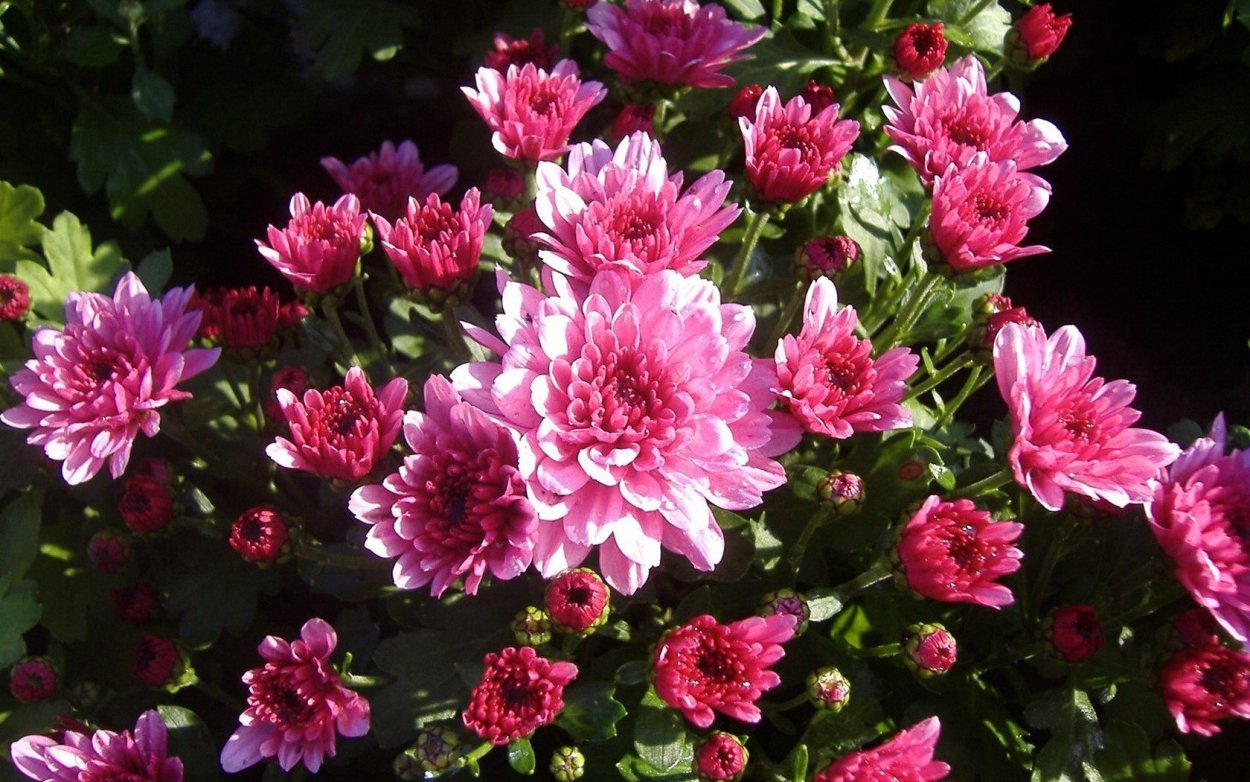 Хризантема сиреневая