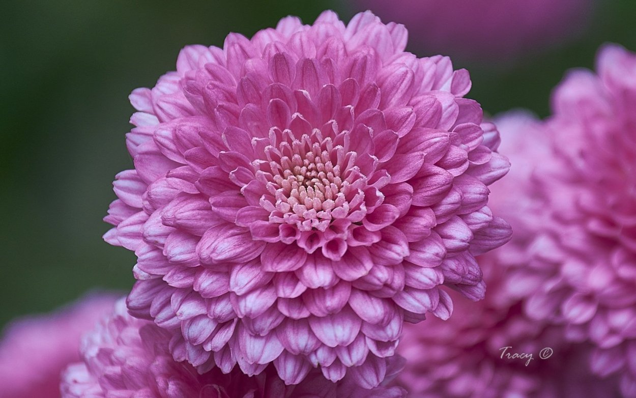 Хризантема Мариэлла Пурпл