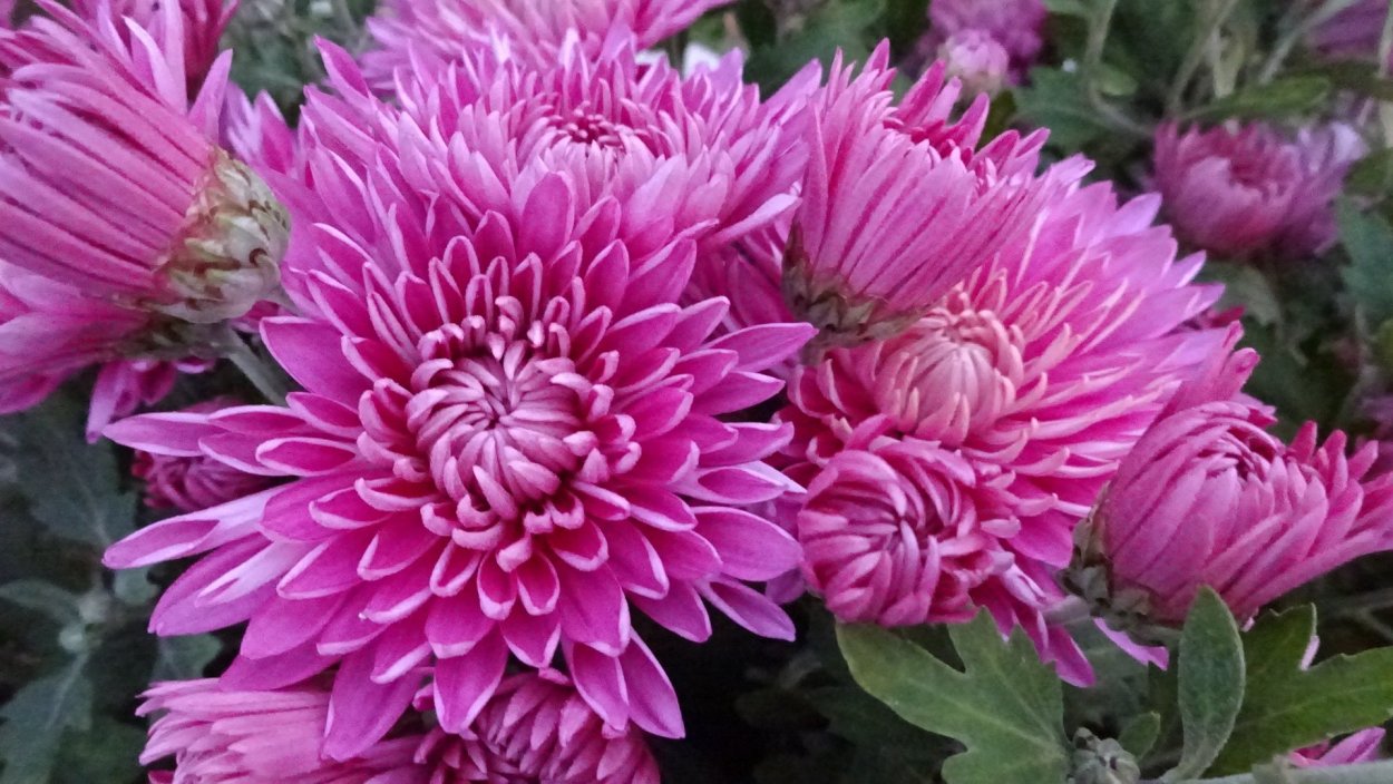 Хризантема кустовая Фиана