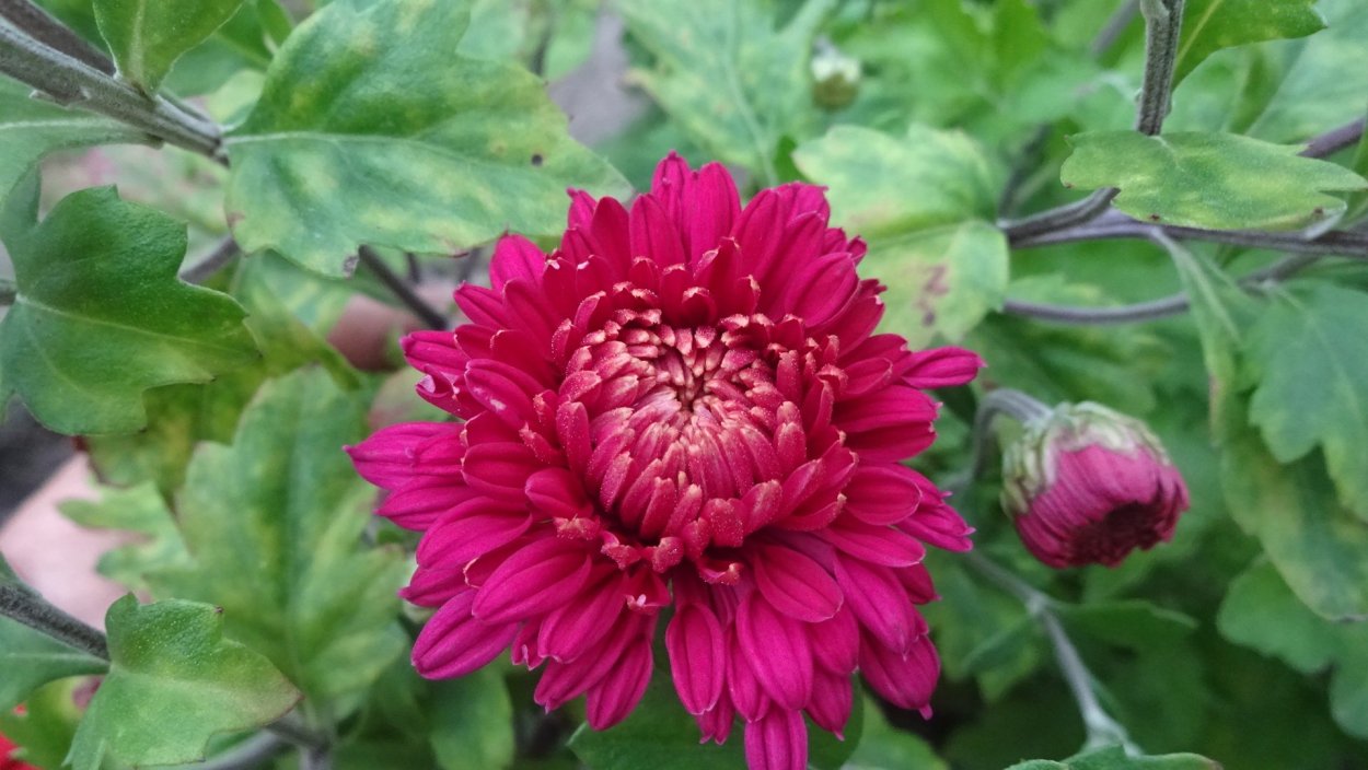 Хризантема мультифлора Пурпил