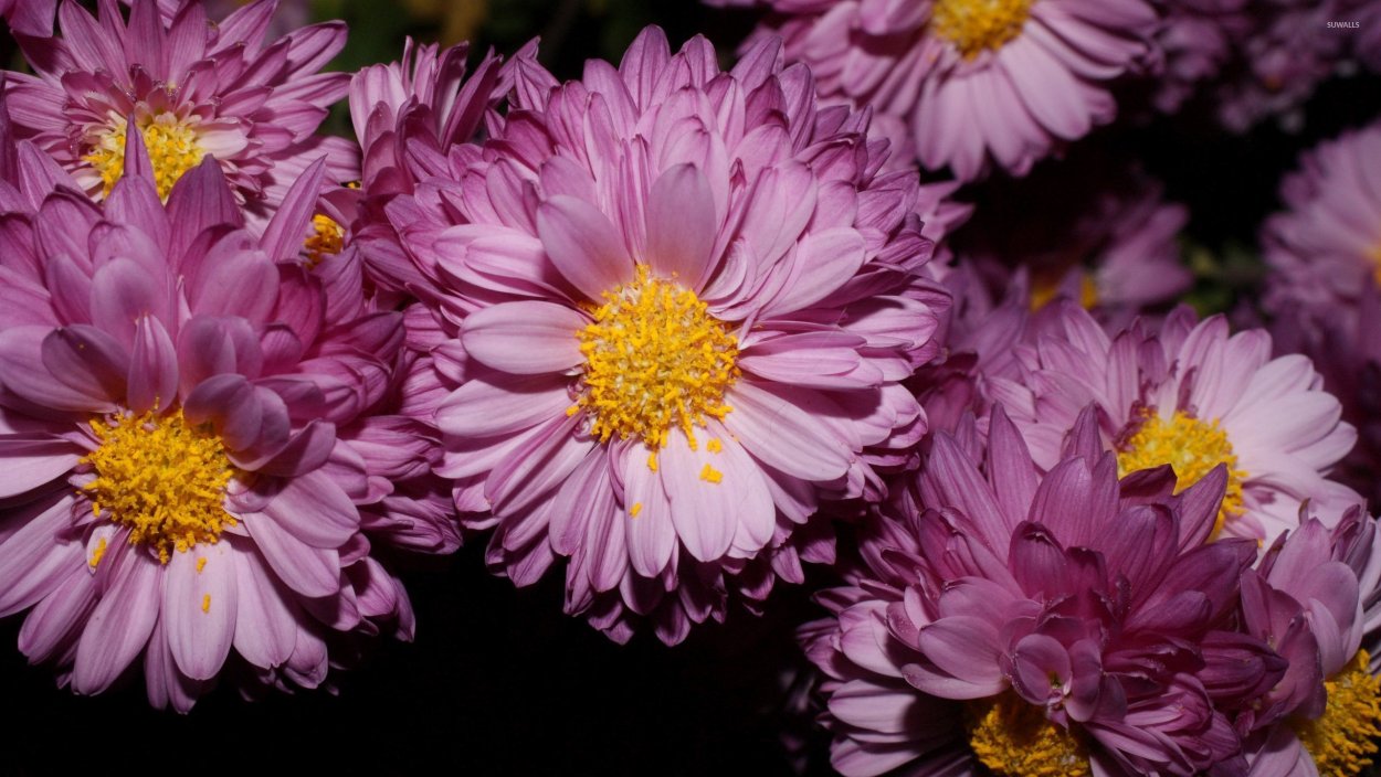 Бленда пурпле Хризантема корейская