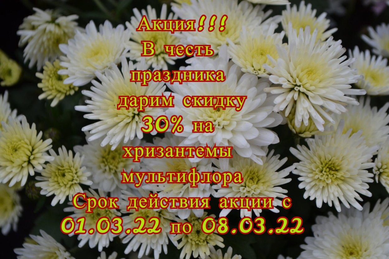 Хризантема корейская Гомпи Пинк