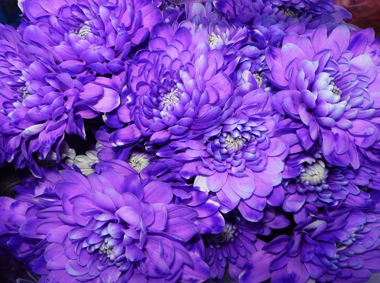 Хризантема Фуджи Роуз