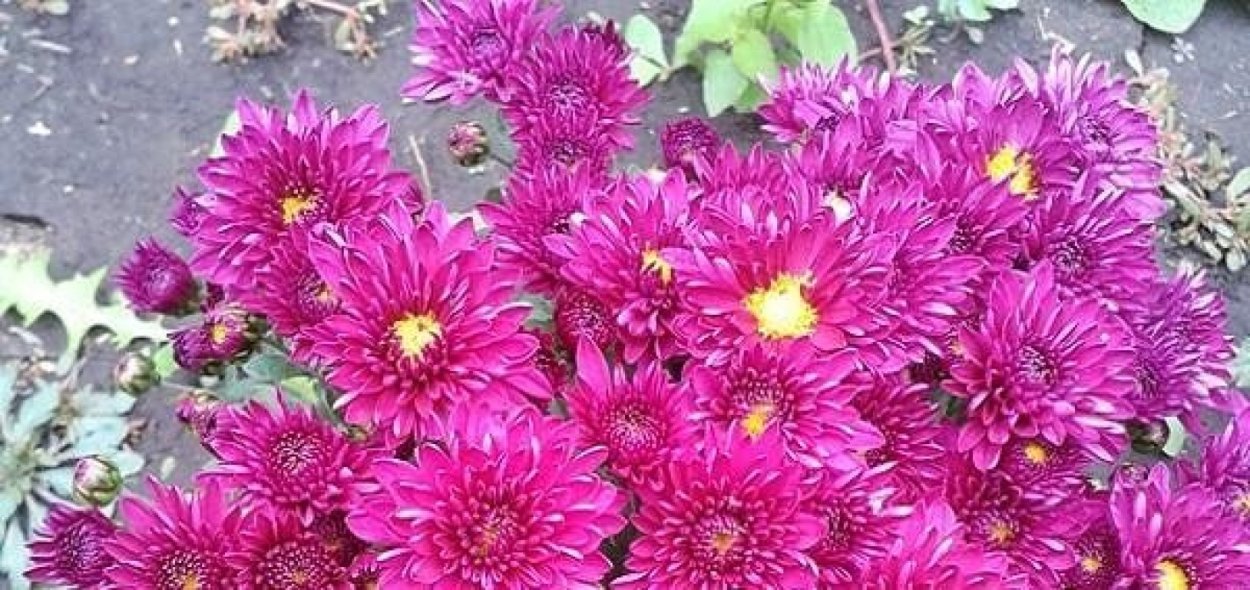 Хризантема корейская Мариэлла пурпле