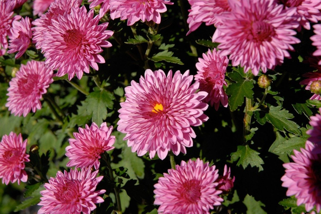 Хризантема Гомпи Пурпл