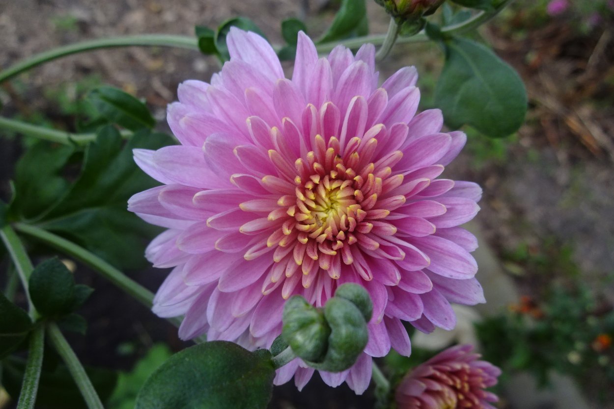 Хризантема Sorbet Berry